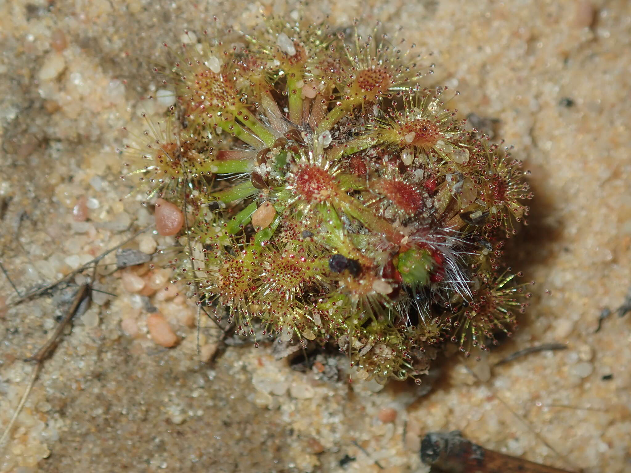 Imagem de Drosera nitidula subsp. omissa (Diels) N. Marchant & Lowrie