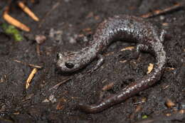 Image of Inyo Mountains Salamander