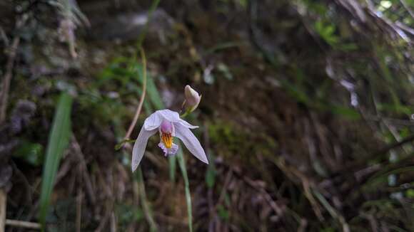 Image de Bletilla formosana (Hayata) Schltr.