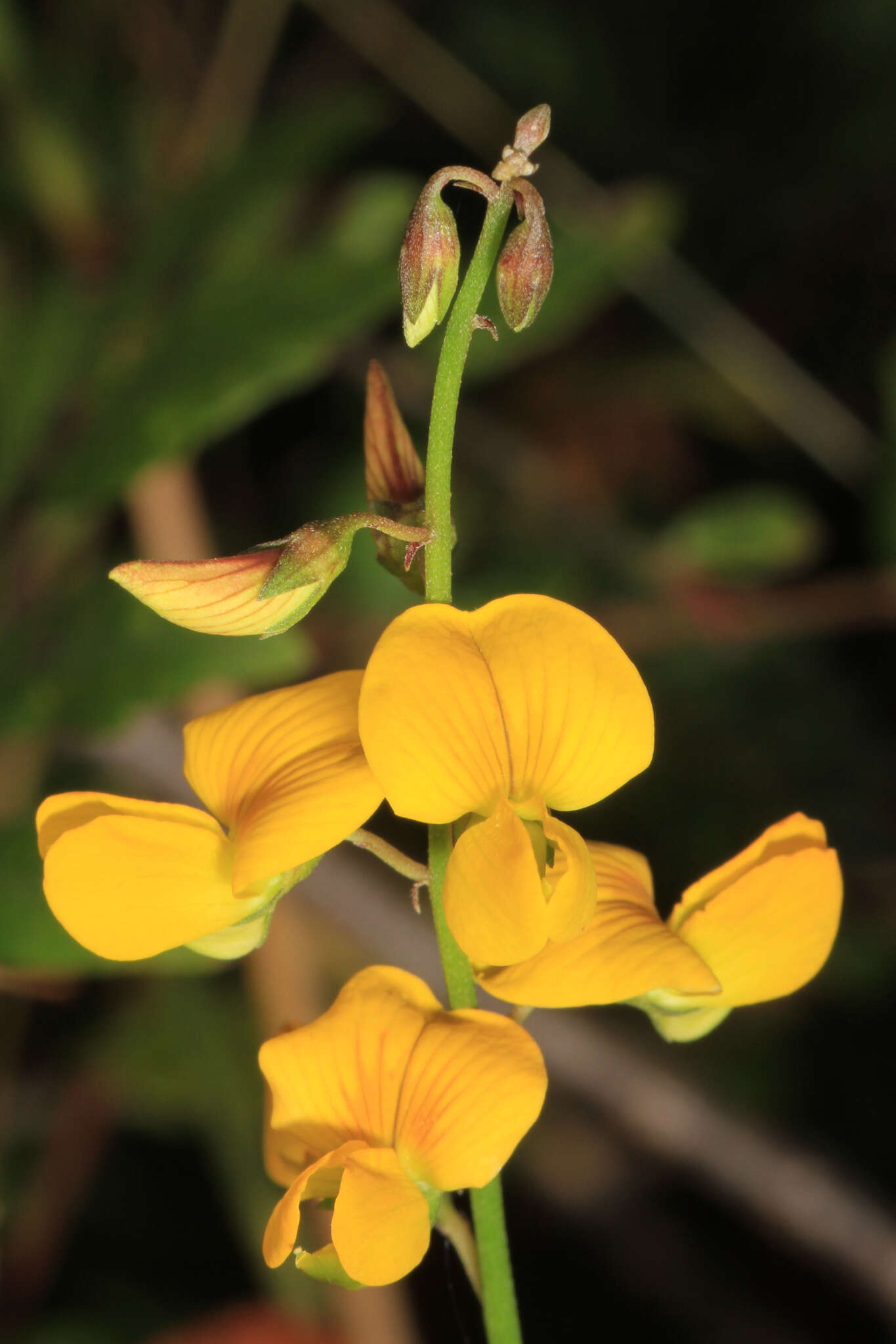 Image of smooth rattlebox