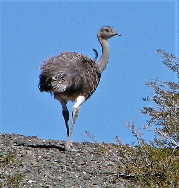 Image of Rhea pennata tarapacensis (Chubb & C 1913)