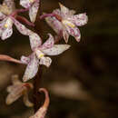 Image of Spotted hyacinth-orchid