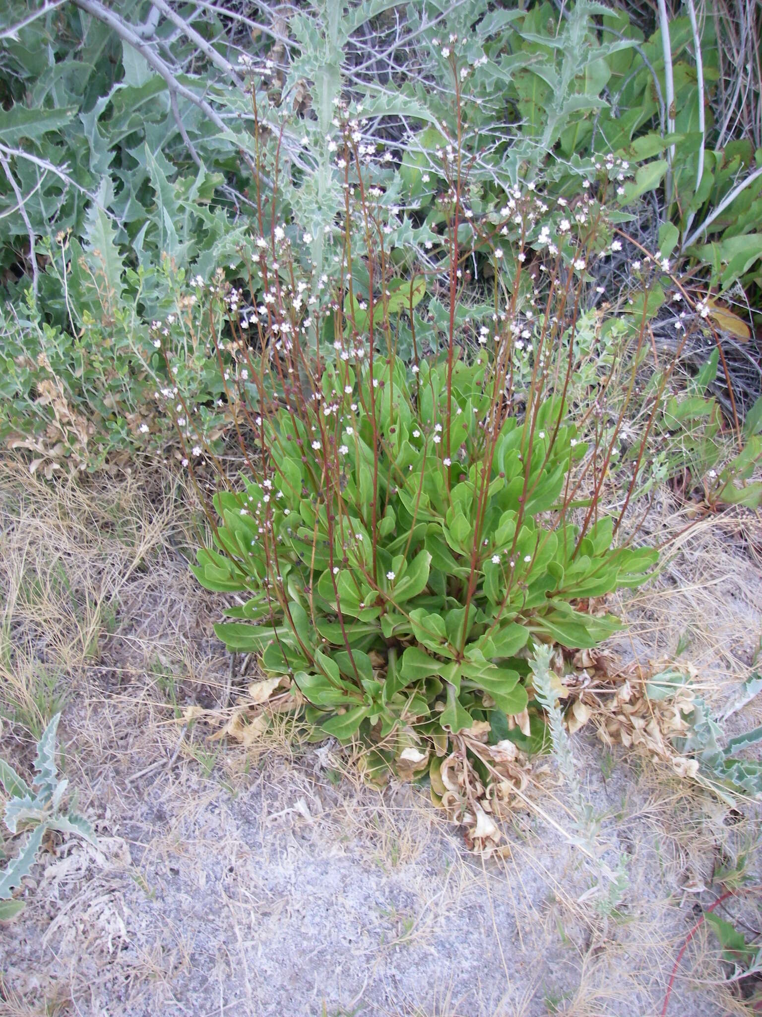 Image of limewater brookweed