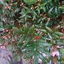 Image of Grampians boronia