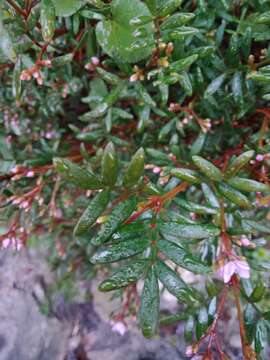 Image of Grampians boronia