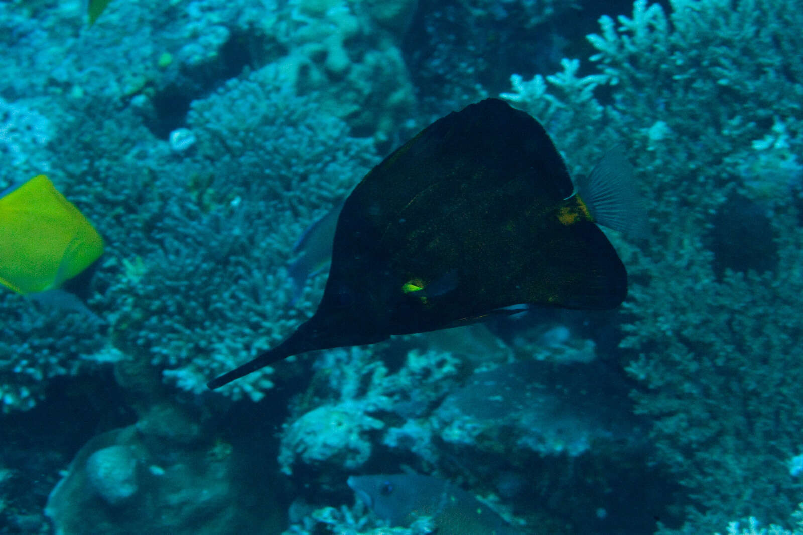 Image of Big long-nosed Butterflyfish