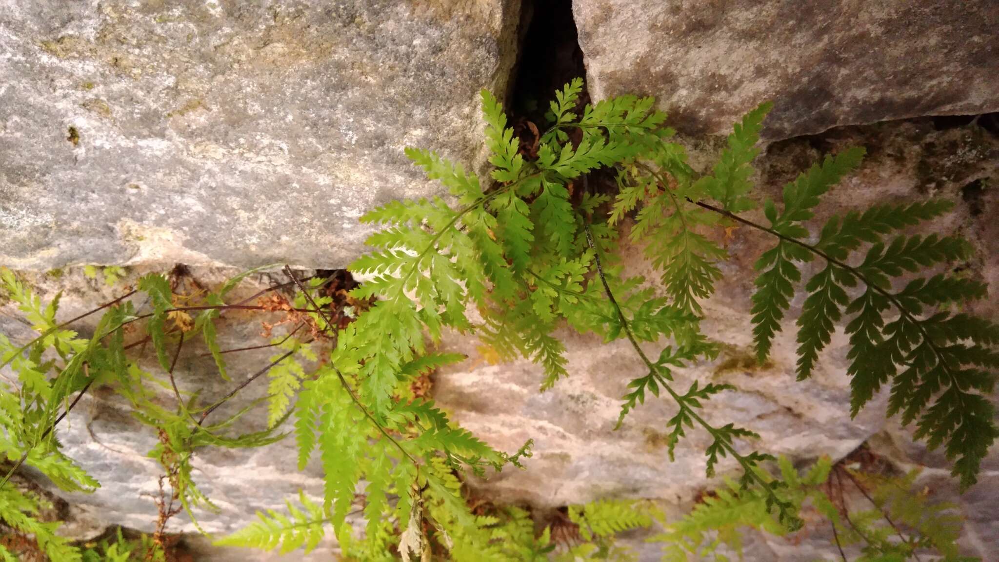 Image of Leather-Leaf Gold-Back Fern