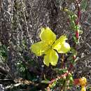 Plancia ëd Oenothera elata subsp. hookeri (Torrey & A. Gray) W. Dietrich & W. L. Wagner