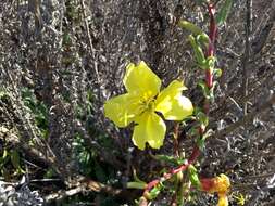 Oenothera elata subsp. hookeri (Torrey & A. Gray) W. Dietrich & W. L. Wagner的圖片