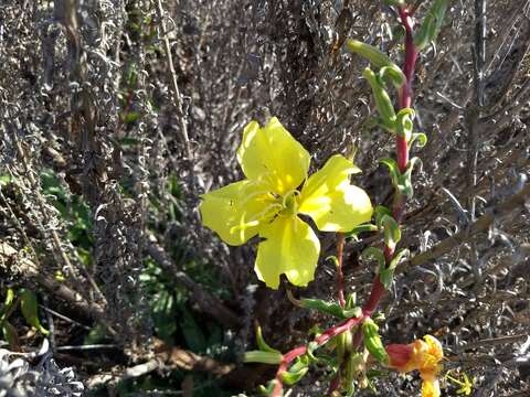 Image of Hooker's evening primrose