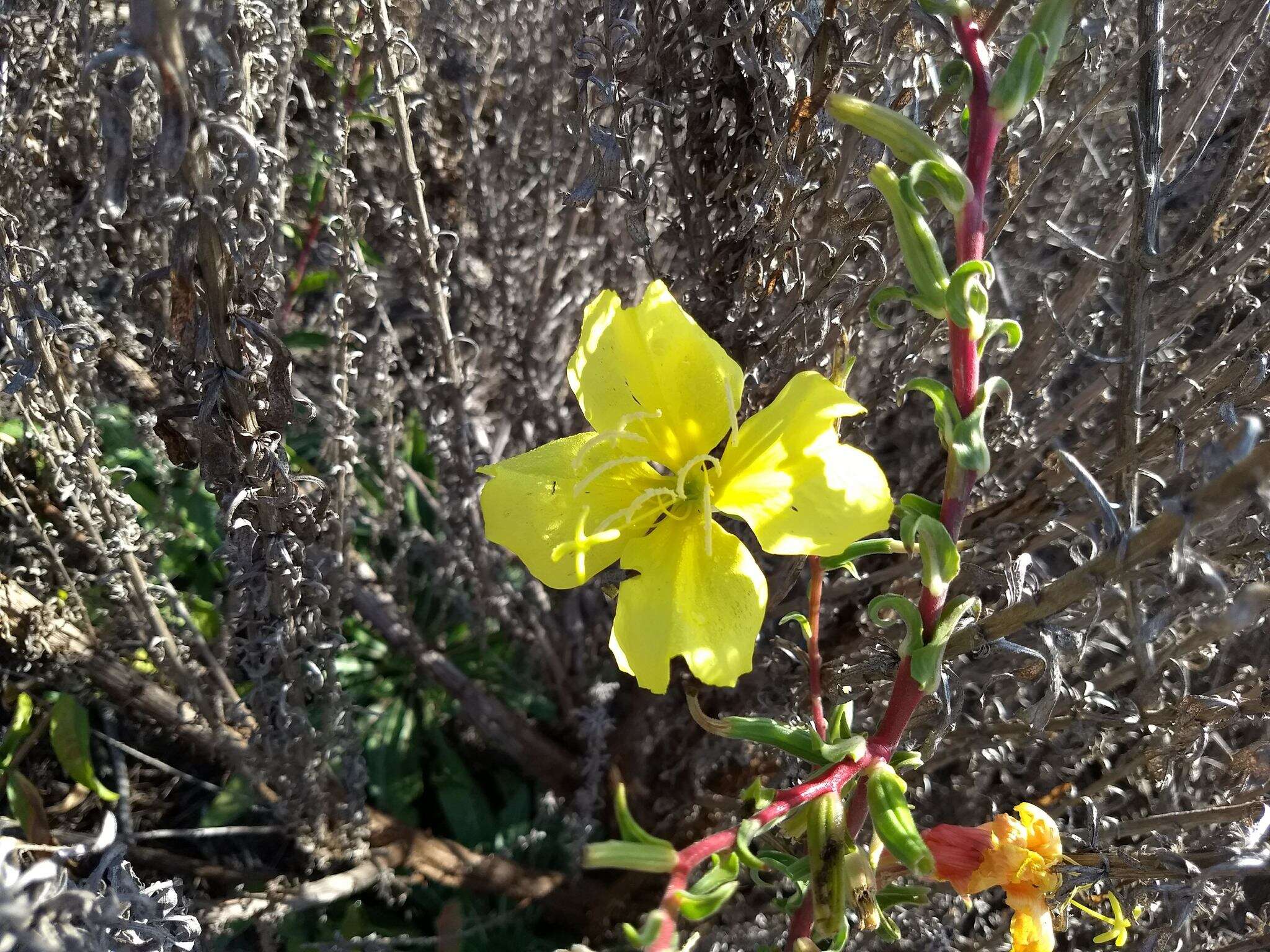 Image of Hooker's evening primrose