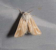 Image of Brighton Wainscot