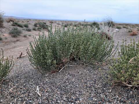 Image of Anabasis brevifolia C. A. Mey.