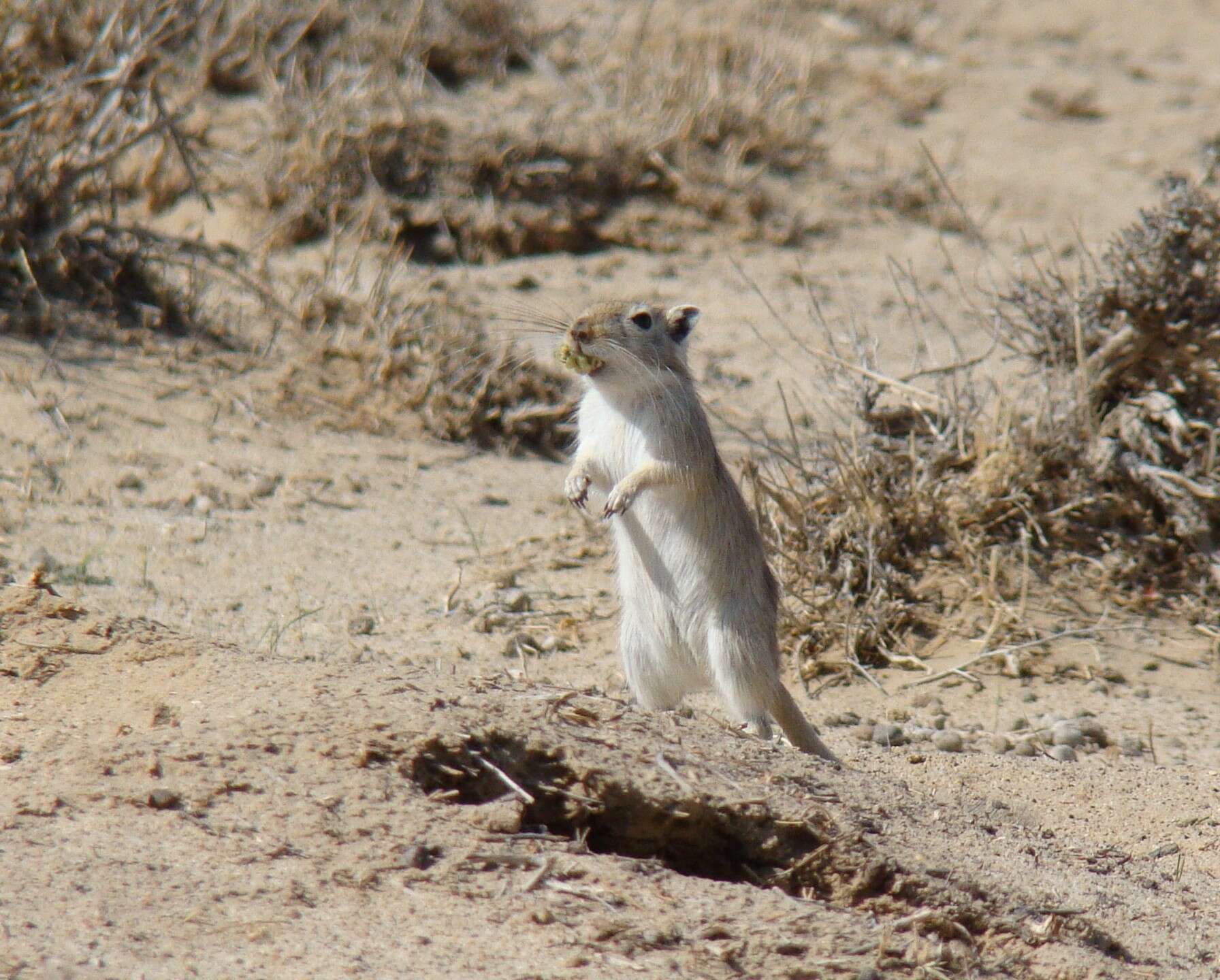 Image of Great Gerbil