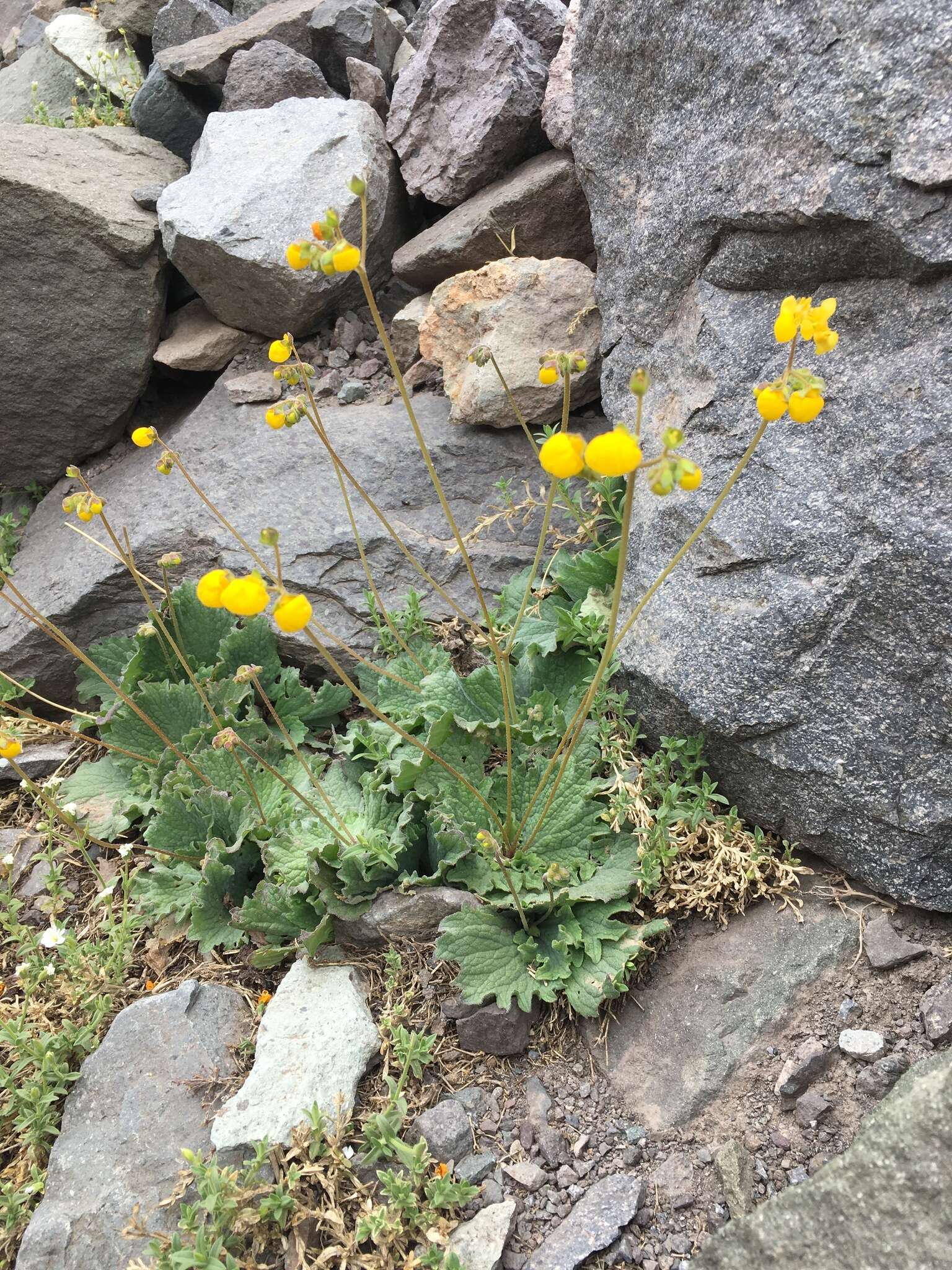 Image of Calceolaria filicaulis Clos