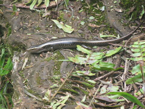 Image of Eastern Water Skink