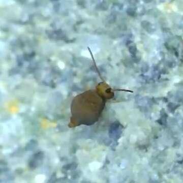 Image of Garden Springtail