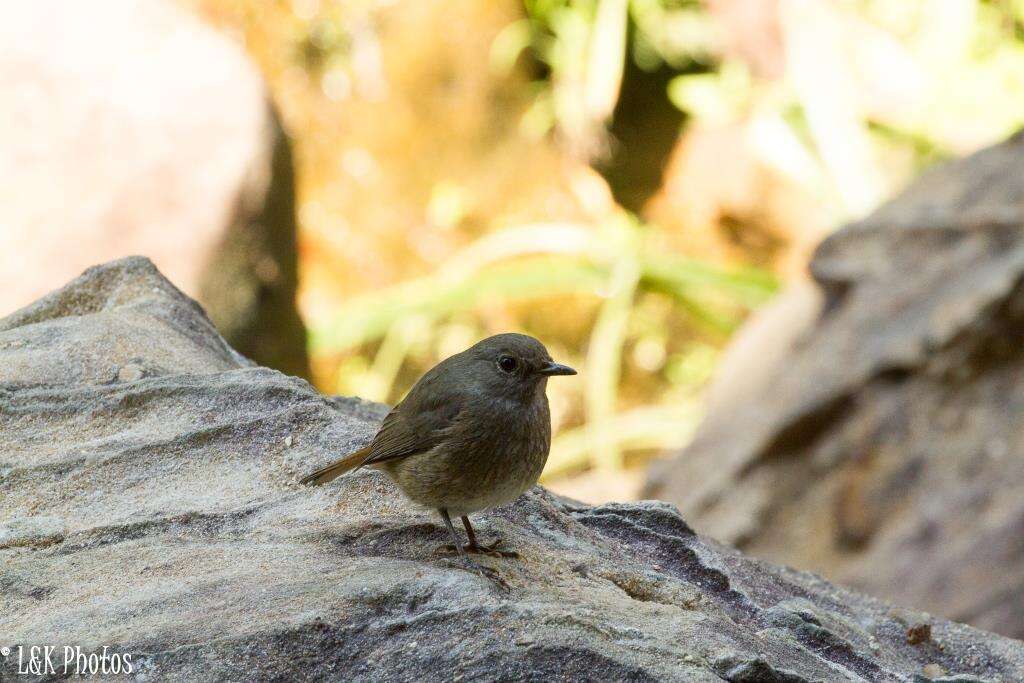 Image of Forest Rock Thrush