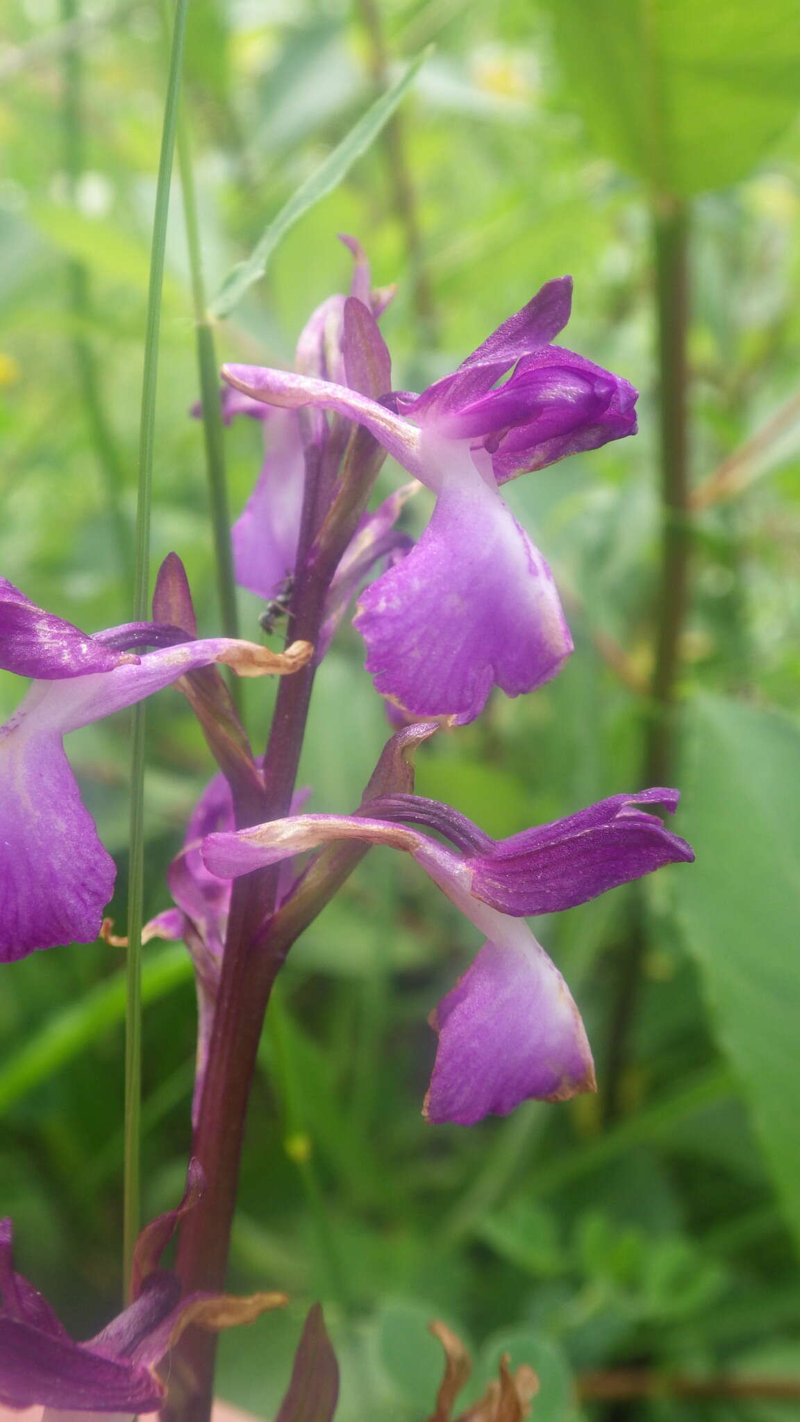 Image of Anacamptis alata (Fleury) H. Kretzschmar, Eccarius & H. Dietr.