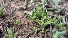 Image of Faucaria felina (Weston) Schwant. & Jacobsen