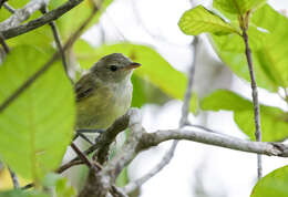 Sivun Puertoriconvireo kuva