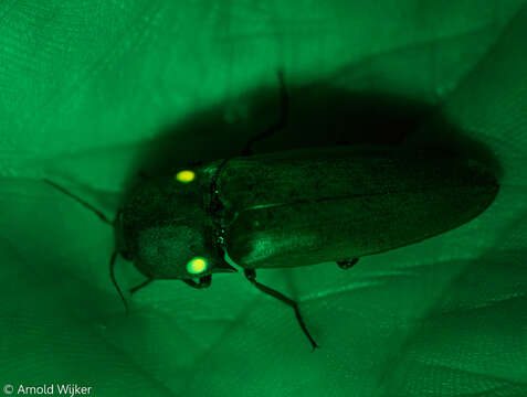 Image of Fire Beetle