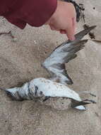 Image of Fluttering Shearwater