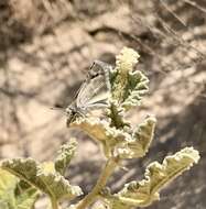 Image of Small Checkered Skipper