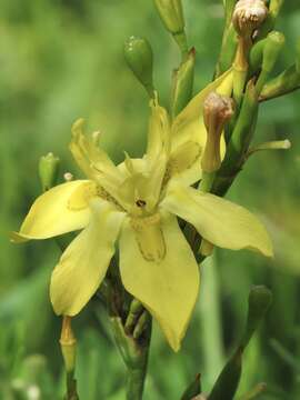 Image of Moraea ramosissima (L. fil.) Druce