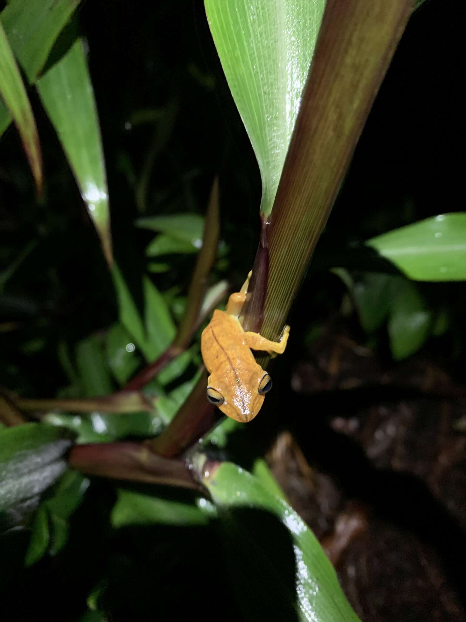 Imagem de Boana almendarizae (Caminer & Ron 2014)