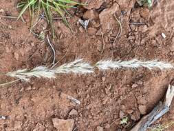 Image of purple needlegrass