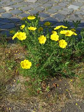 Image of Potentilla recta subsp. obscura (Willd.) Arcang.