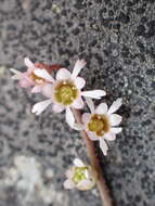 Image of threeparted miterwort