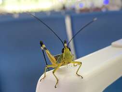 Image of Yellow-spined Bamboo Locust