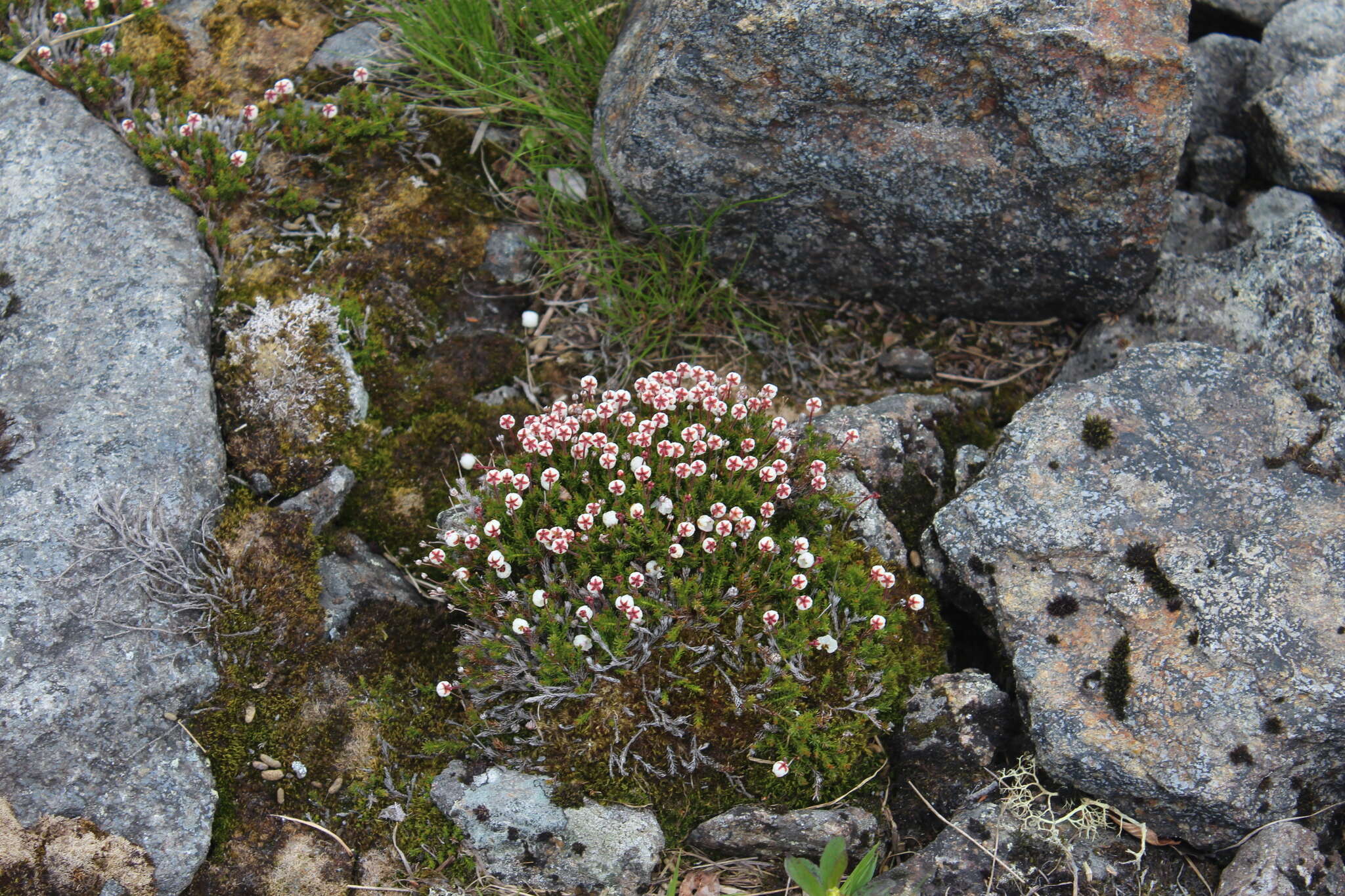 Imagem de Harrimanella hypnoides (L.) Coville