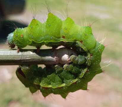 Image of Actias truncatipennis (Sonthonnax 1899)