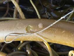 Image of glassy tubeworm