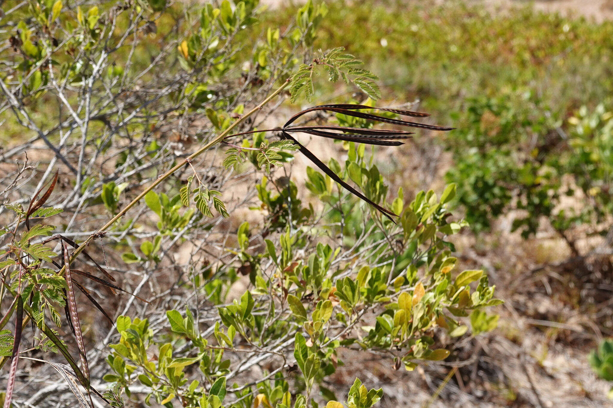 Desmanthus pernambucanus (L.) Thell. resmi