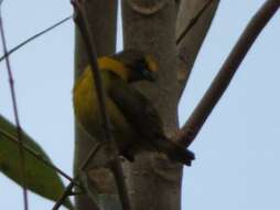 Image of Bronze-green Euphonia