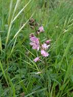 Image of dwarf checkerbloom