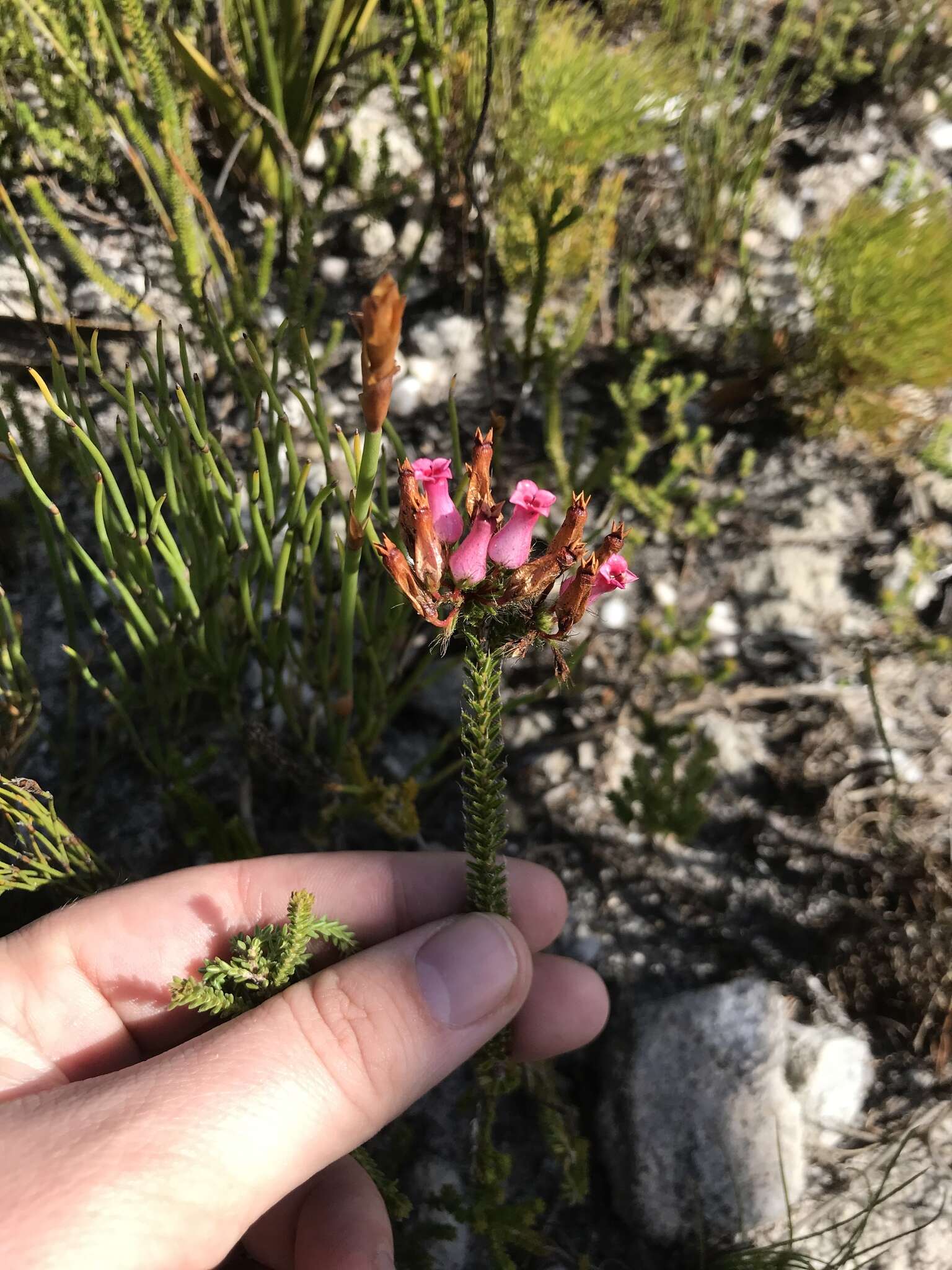 صورة Erica gysbertii var. gysbertii