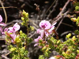 Image of Pelargonium englerianum Knuth