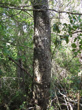 Image of roble beech