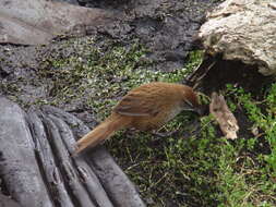 Poodytes punctatus caudatus (Buller 1894) resmi