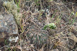 Image of Echinopsis obrepanda (Salm-Dyck) K. Schum.