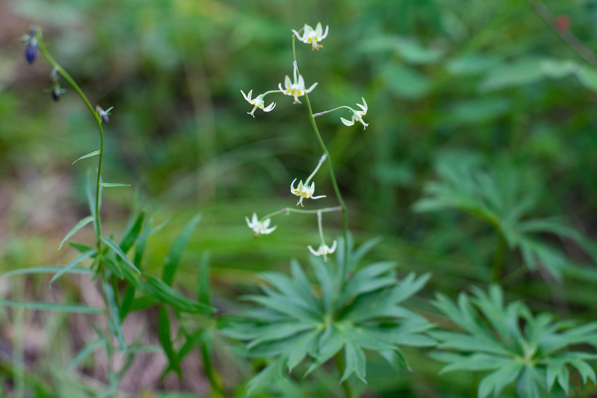 Image of Anticlea sibirica (L.) Kunth