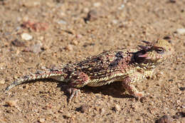 Image of Cedros Island Horned Lizard