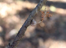 Hohenbuehelia cyphelliformis (Berk.) O. K. Mill. 1986 resmi