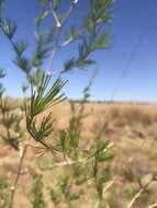 Image of Cluster-leaf asparagus