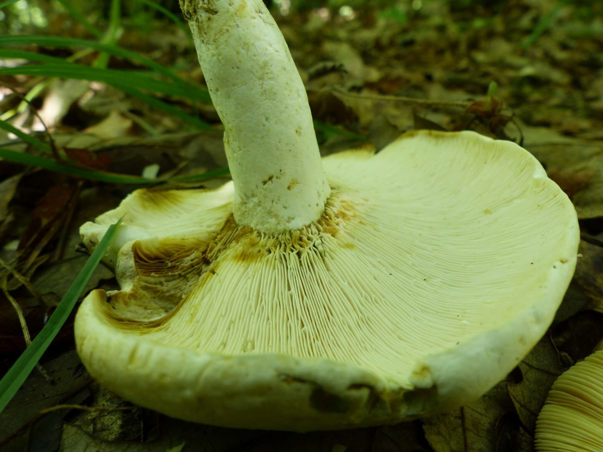 Слика од Lactifluus glaucescens (Crossl.) Verbeken 2012